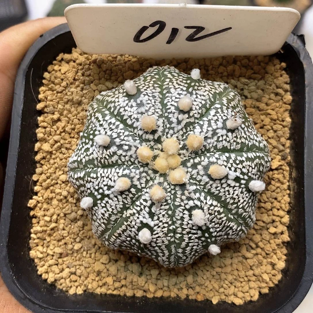 012目玉福利特价来了
