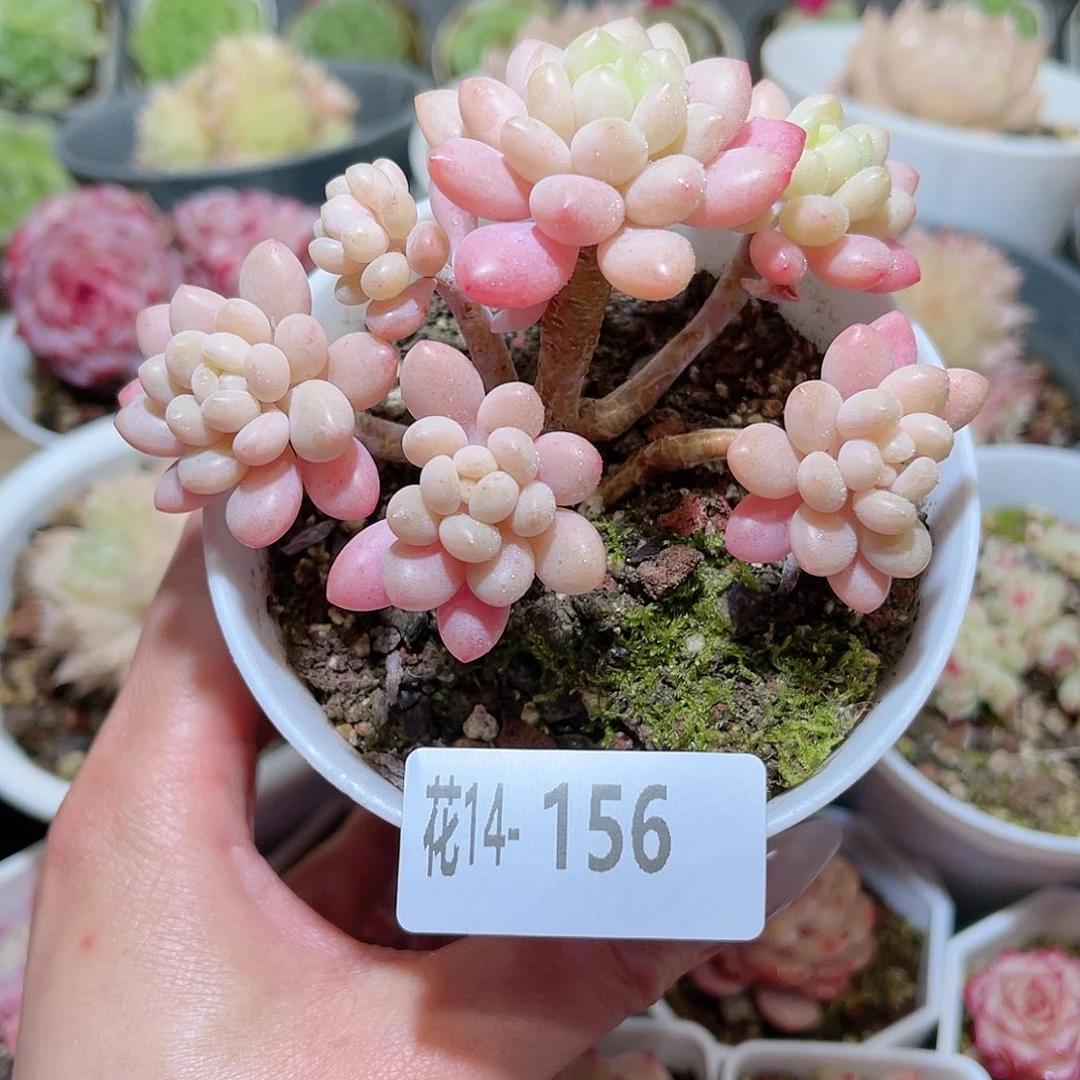 花利美14-156洛可可