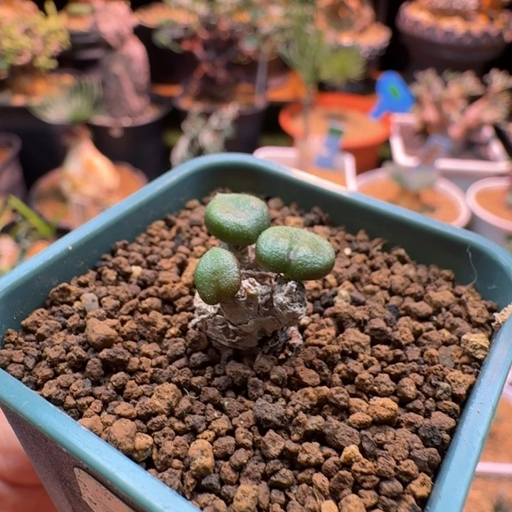 欧宝奇峰锦921 仙人球