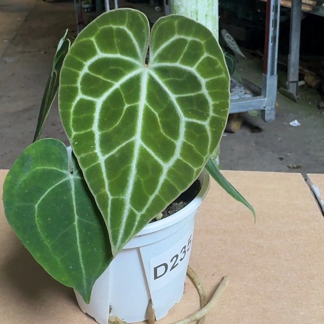 ****涛完全开放D235晨雾克莱恩