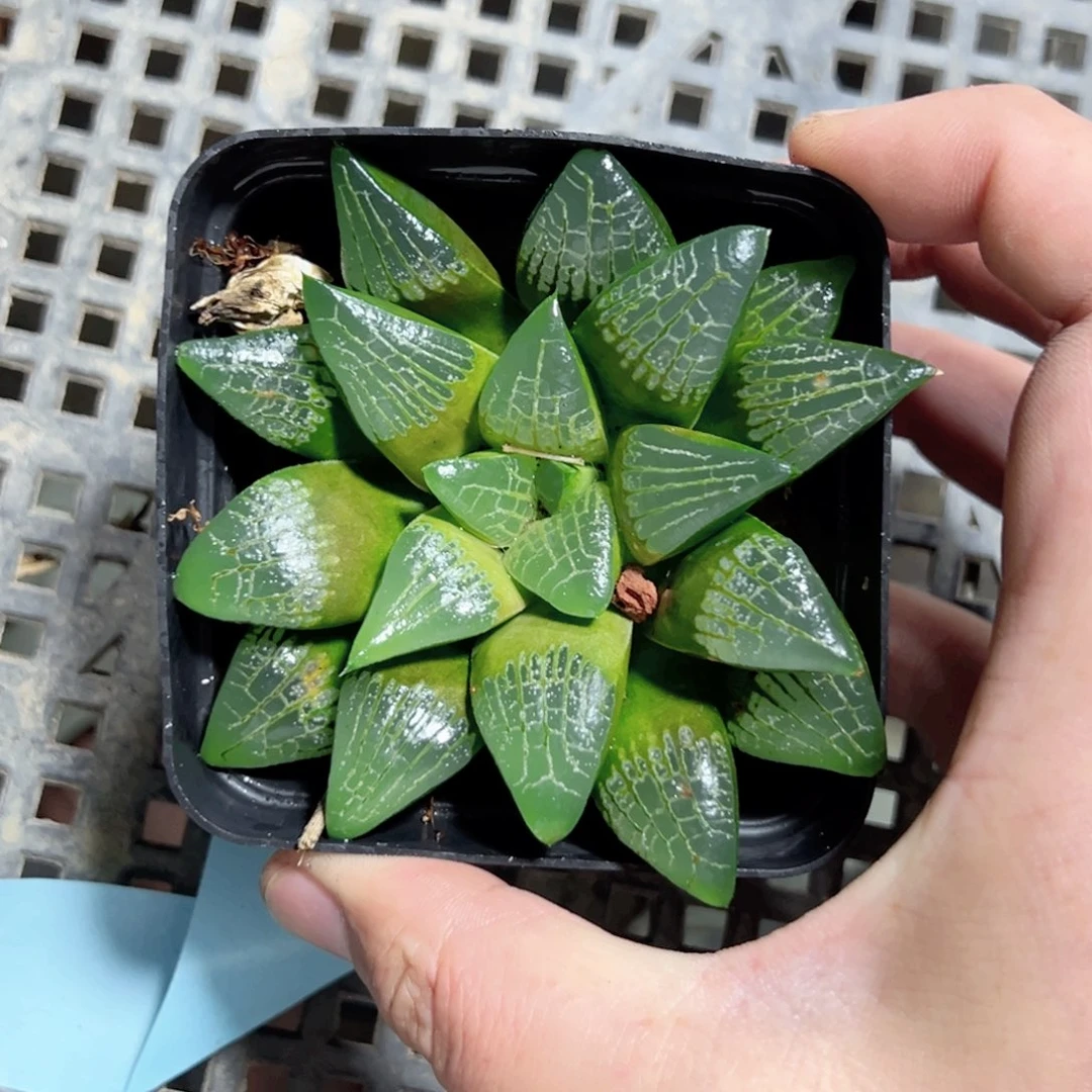 阿****）2892多肉植物一颗