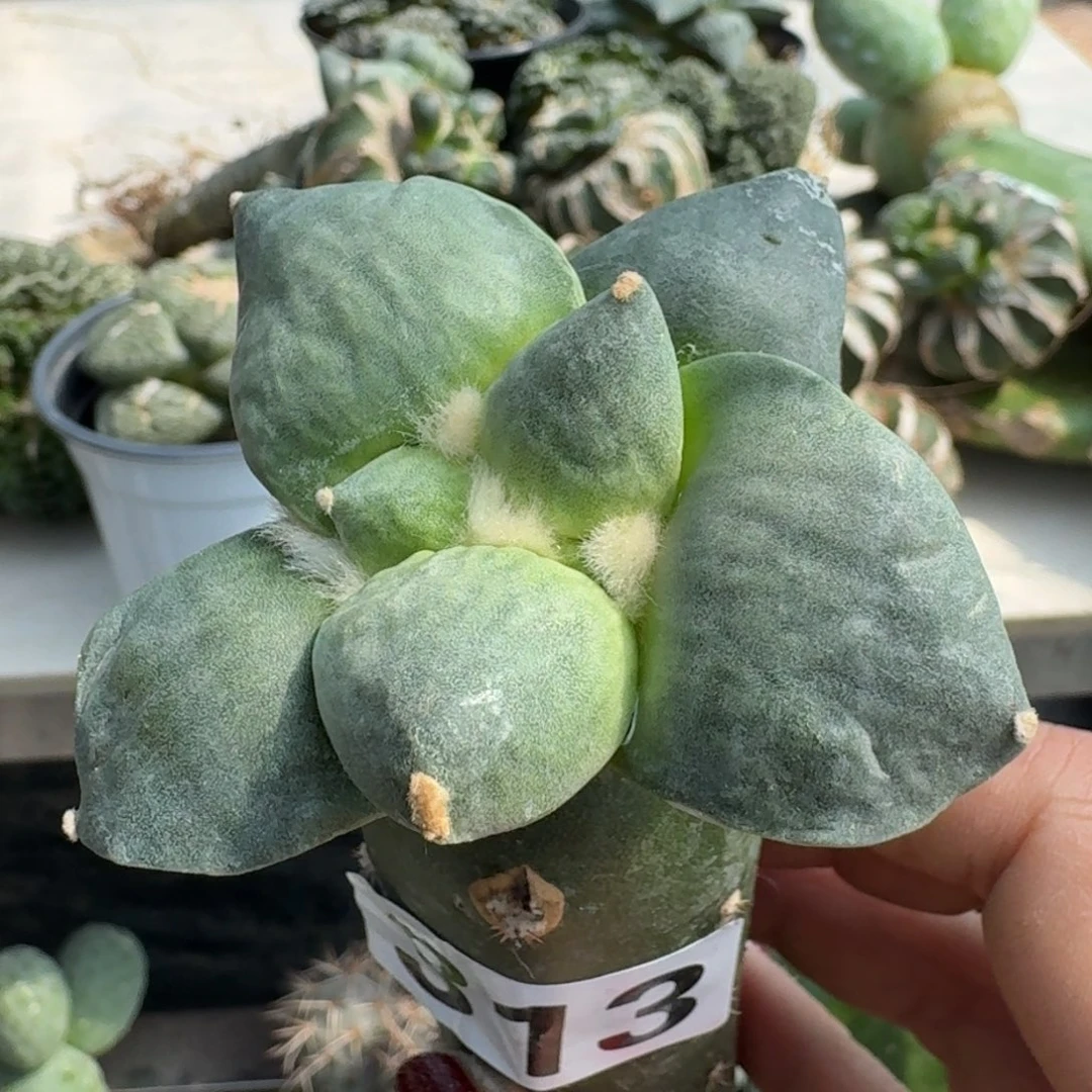 【闪购商品】无花朵一*米牡丹313