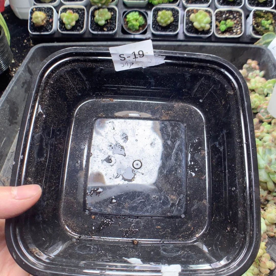 无花朵裤**人S19英语英语英语英语英语