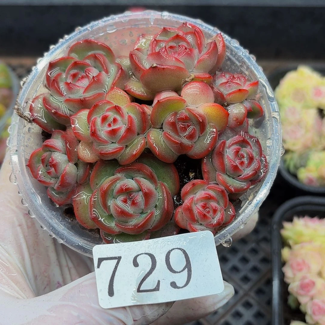 多肉植物多肉植物729