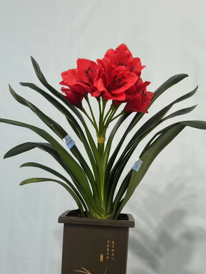 红色大将军圆头和尚君子兰原杯原土精品苗