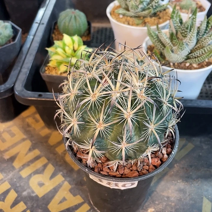 380实生大虎爪玉，