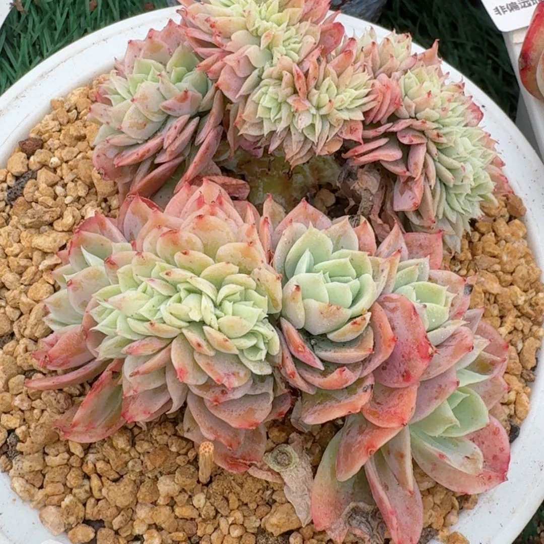 1762一物一拍（满28包邮）