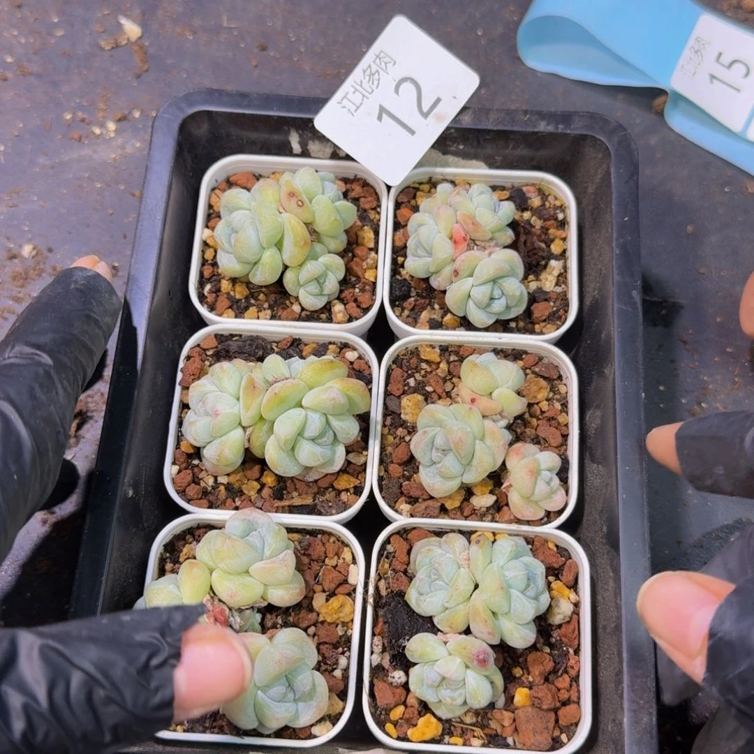 12号小脸冰玉群到手2颗