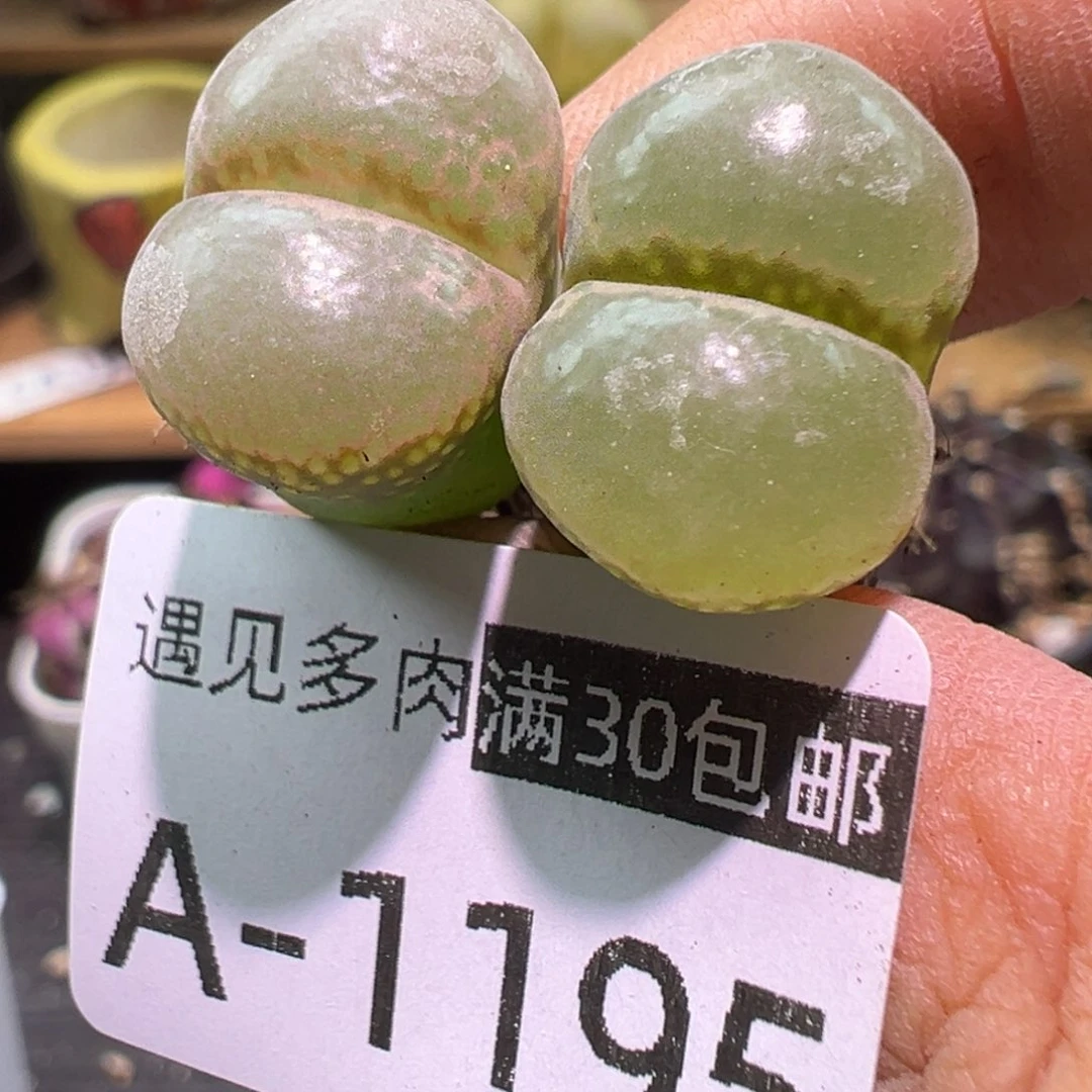 多肉植物1111111111111