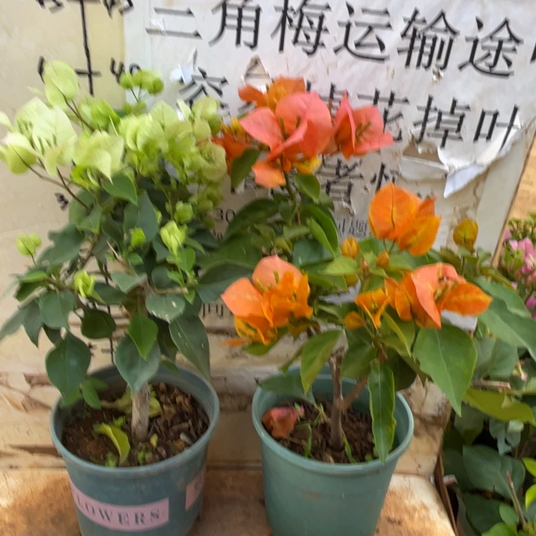 嘿***美当前无花栽培后可以开花3-5120