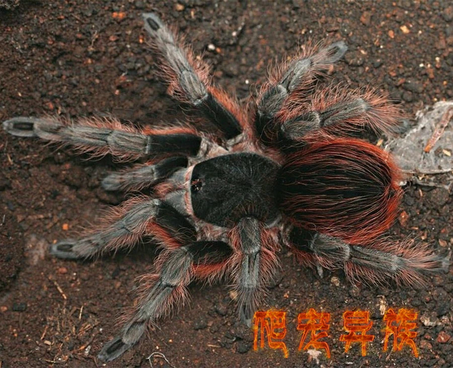 温顺可上手的玻红红尾宠物蜘蛛适合新手饲养
