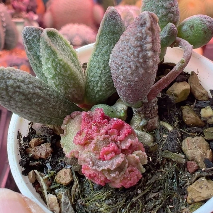 用****9嗯呵呵你是在搞那东西