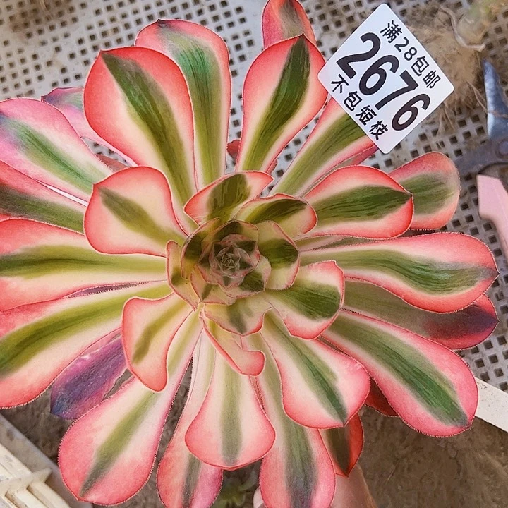 无根爱丽丝多肉植物2676