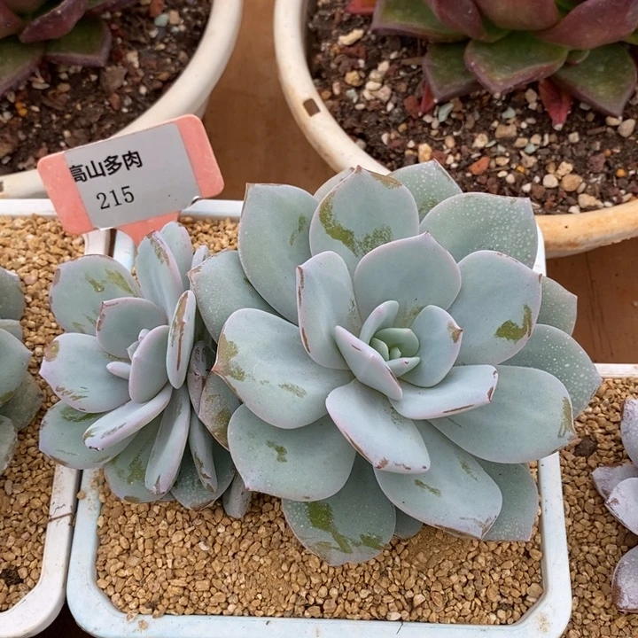 D215- 直播福利 奶茶