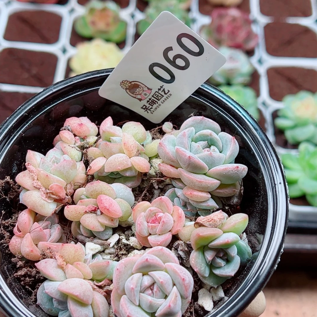多肉植物多肉植物