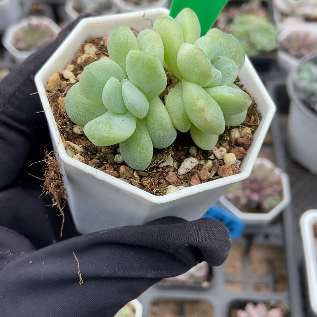 782冰玉石化多肉植物