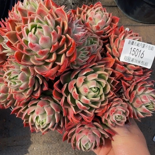 ?***?粉女巫15016多肉