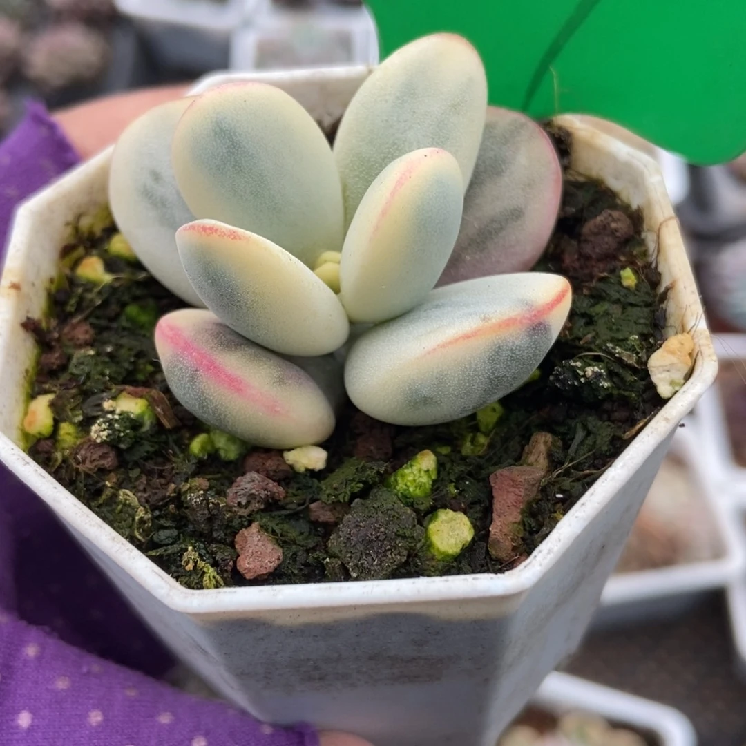 781福娘锦多肉植物多肉植物