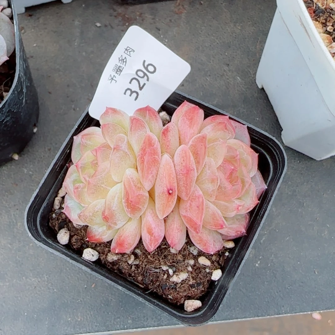 无尽灯，3296多肉植物