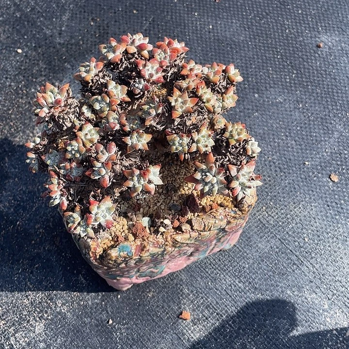 小鹿多肉一物一拍