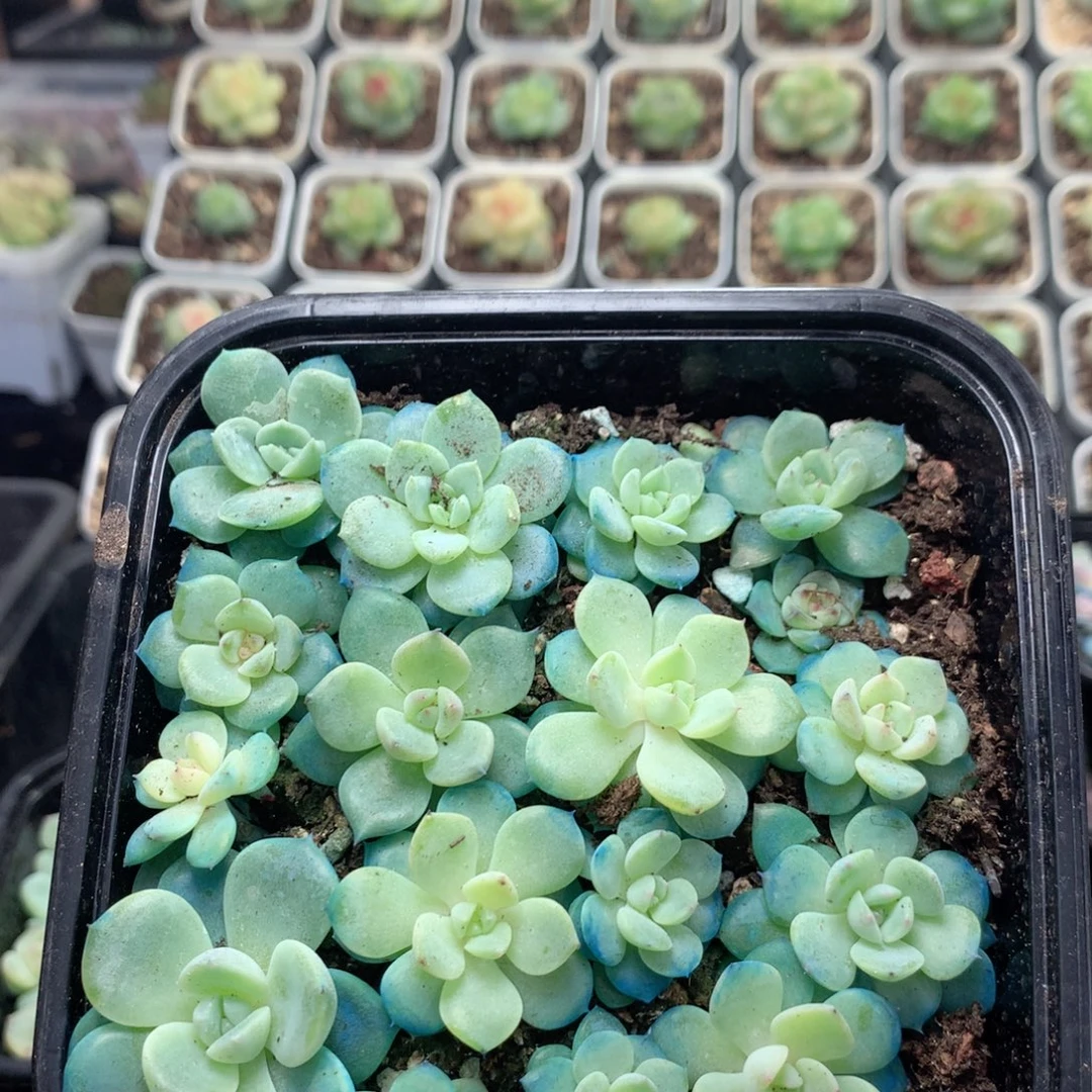 无花朵T46英语英语