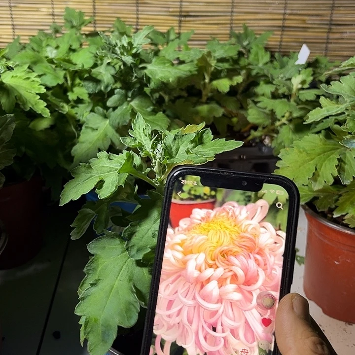 当前无花朵，栽培后可花朵盘龙嫦娥案头