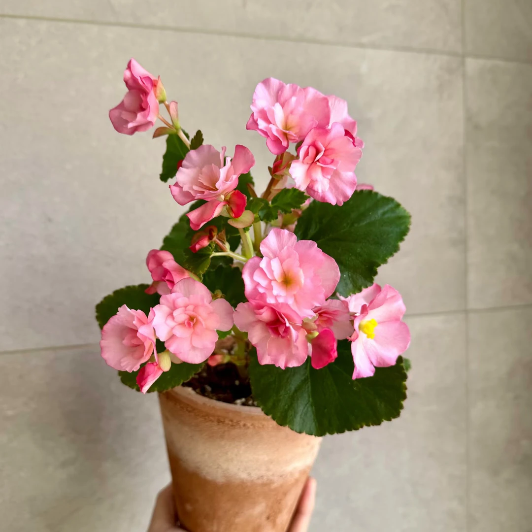 【爱情粉·海棠】盆栽 多年生室内花卉