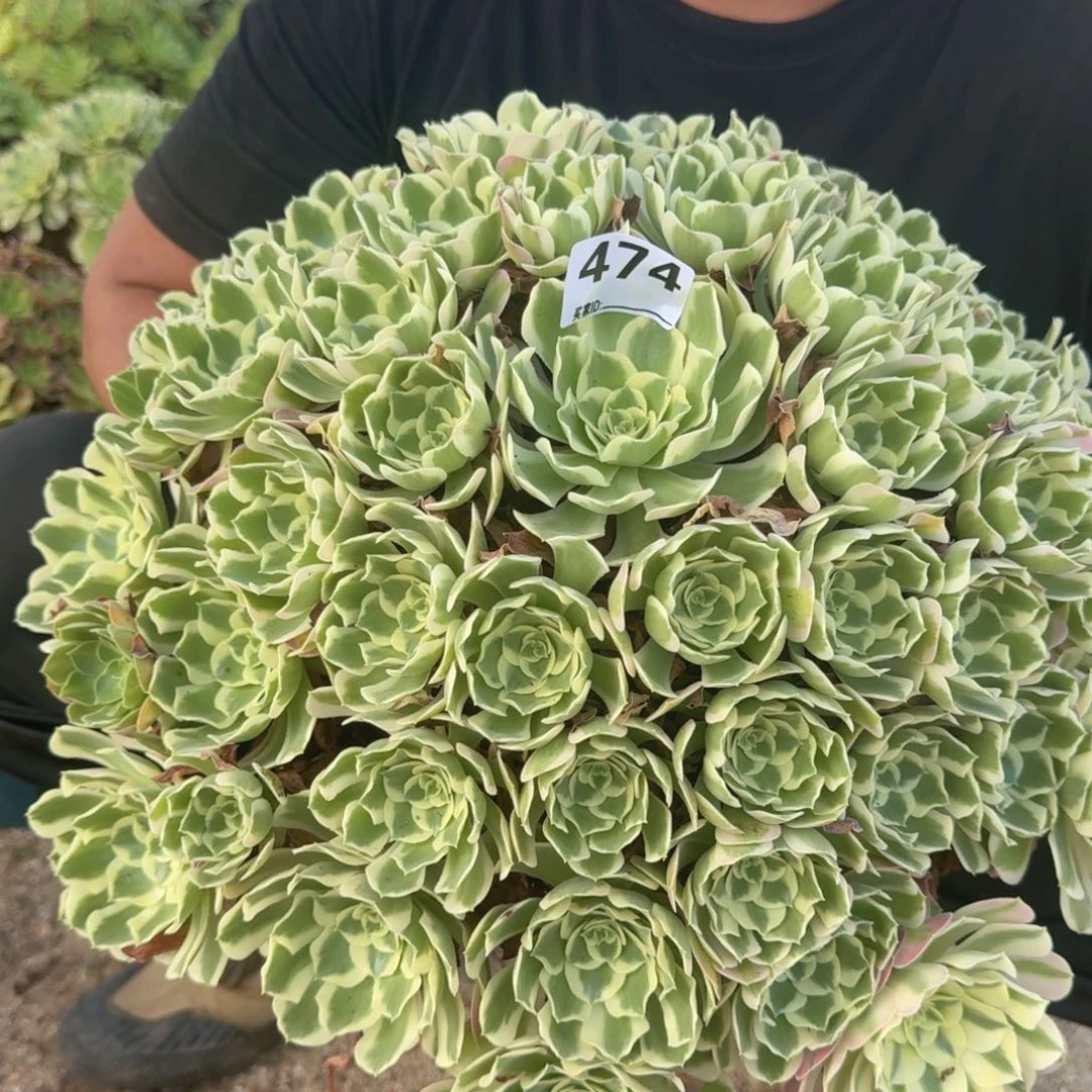 474白凤多肉植物