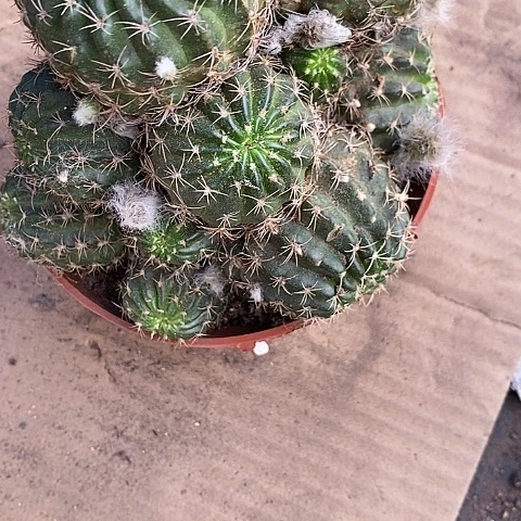 多头汤姆仙人球346778