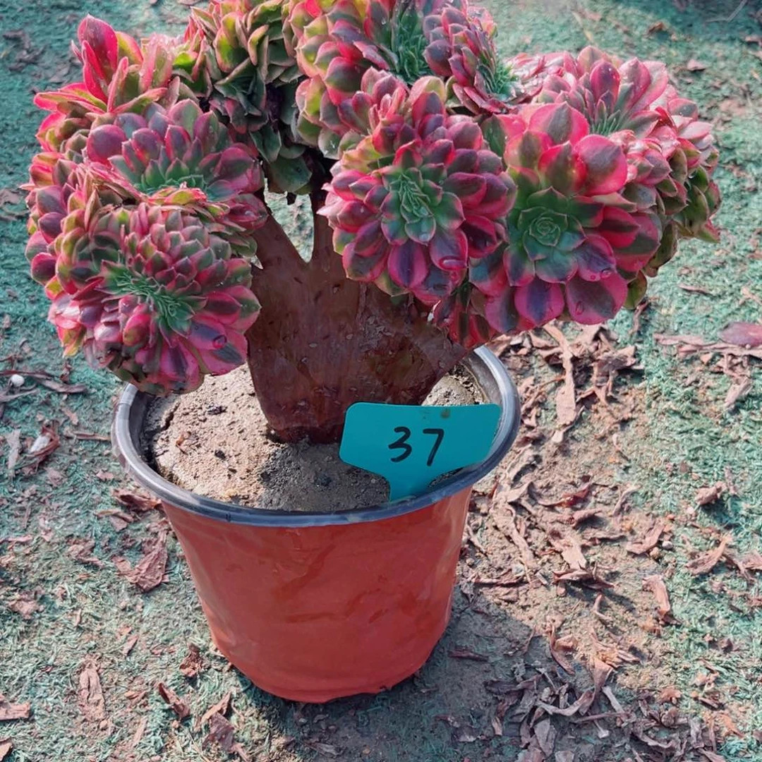 37雨荷缀化多肉植物