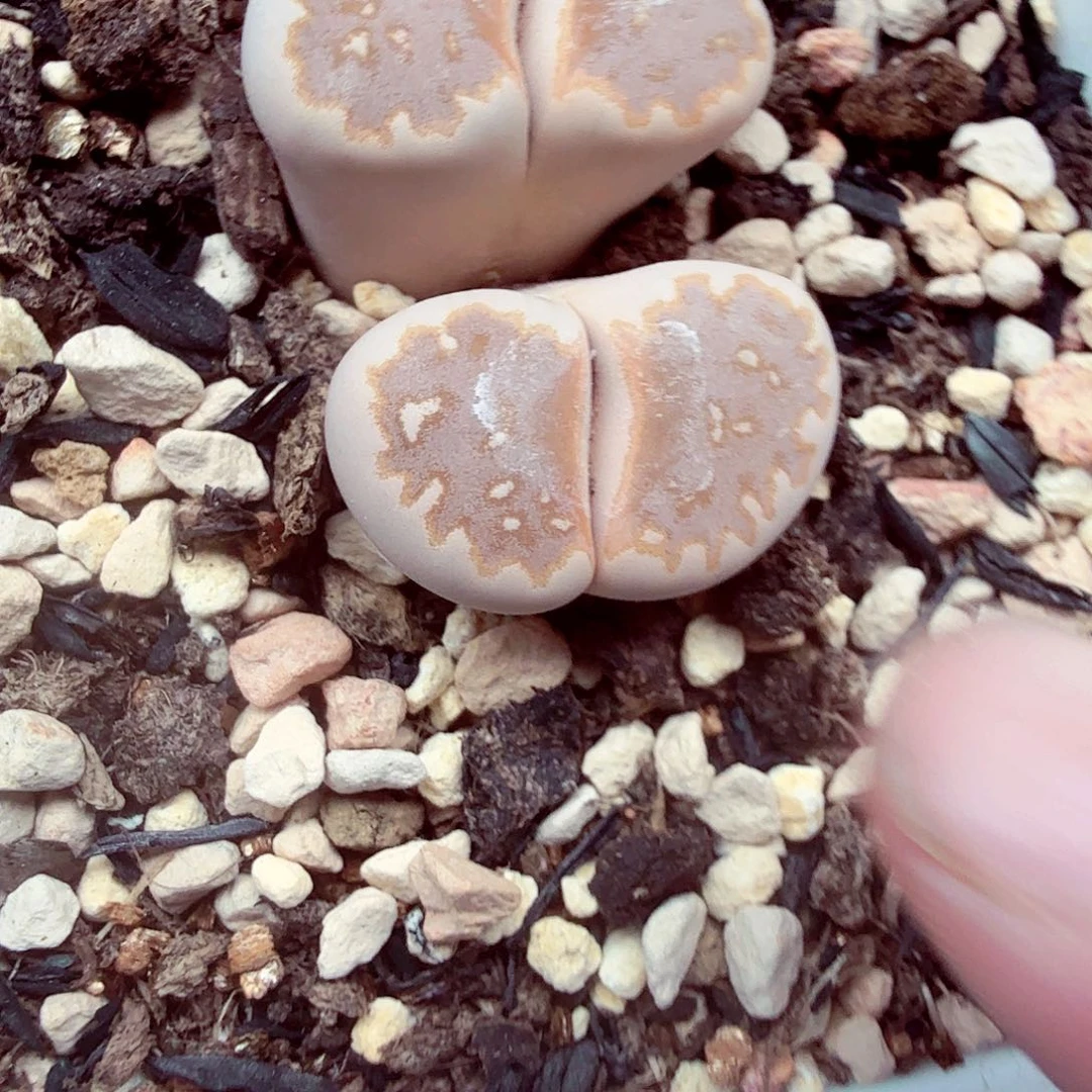+***这个我是很看好啊我们052