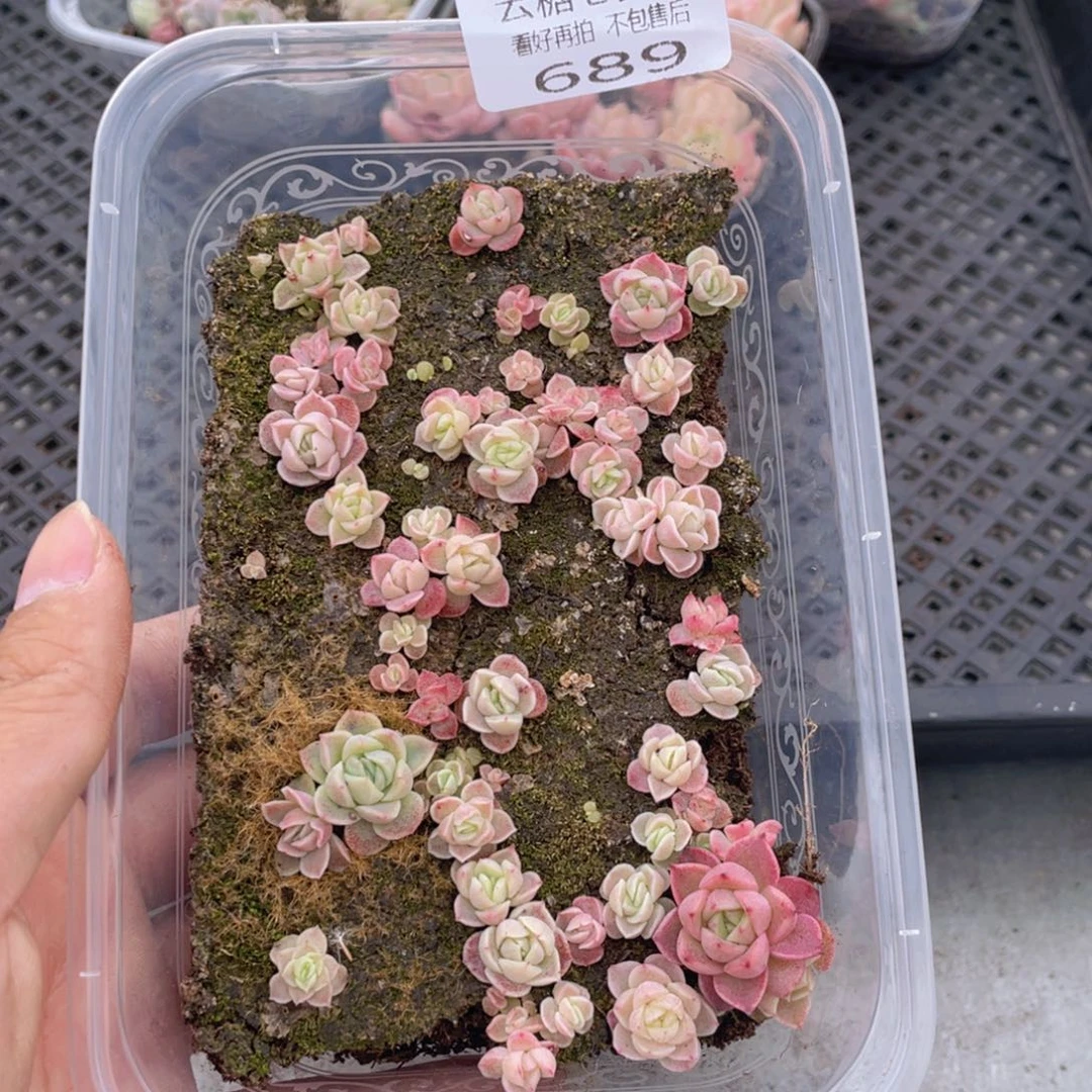 云糖心多肉植物689