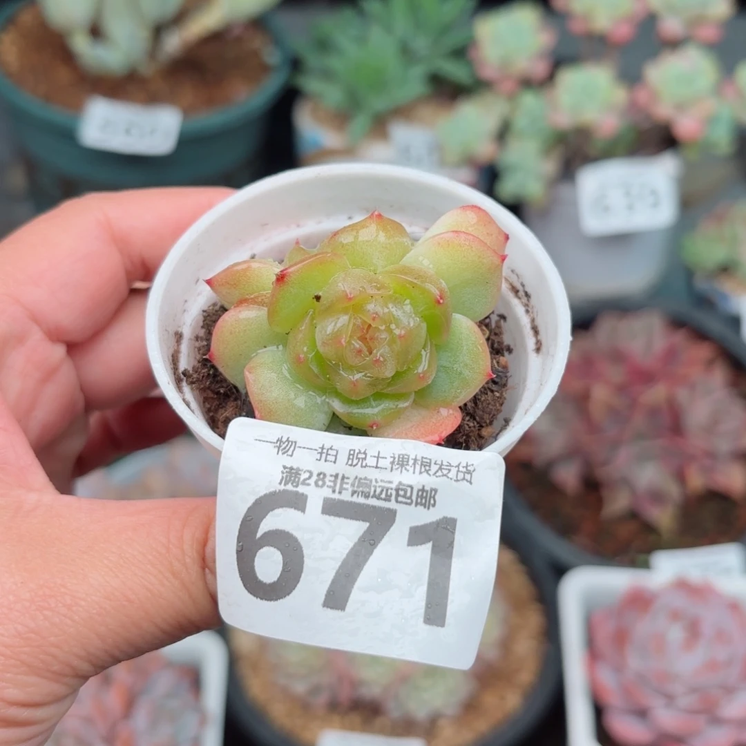 黄萤石双头无盆土发货