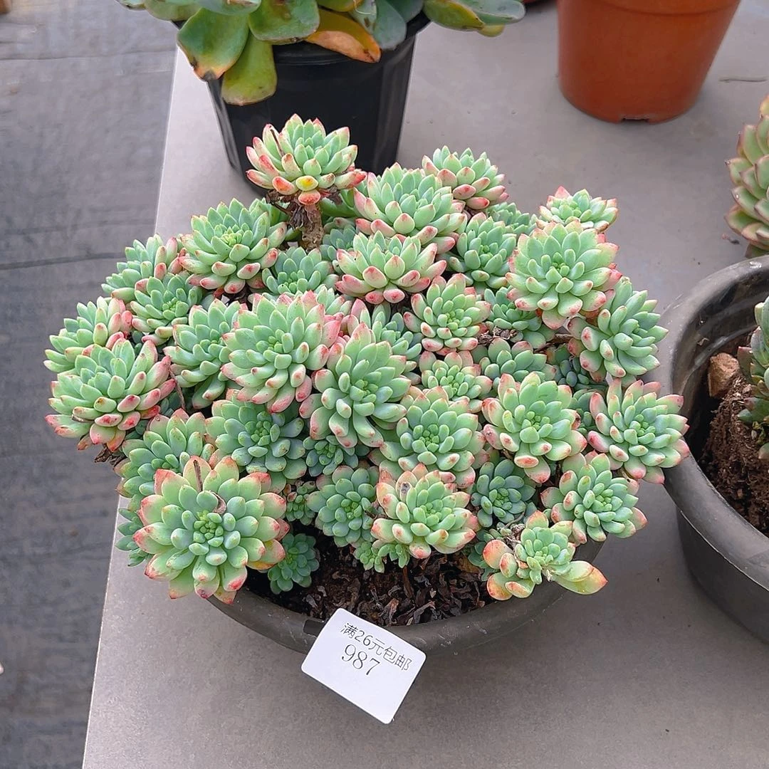 宣***宣987蓝苹果多肉植物