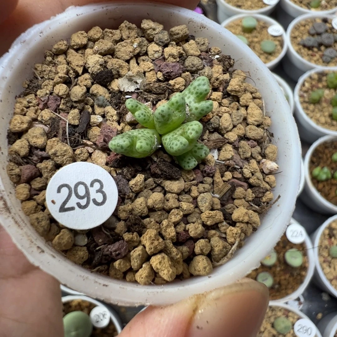 鹿角斑马一颗脱土2930000