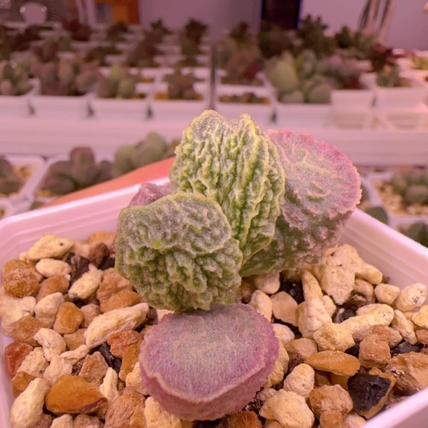 实生新品整株多肉水泡 一物一拍