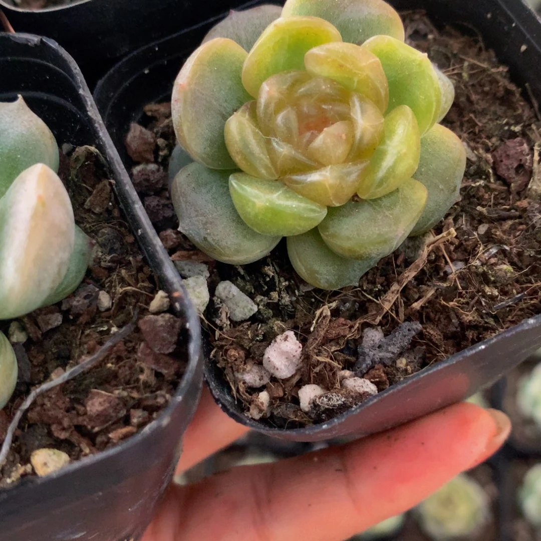 白恋人（满9.99包邮不满9.99发叶子）