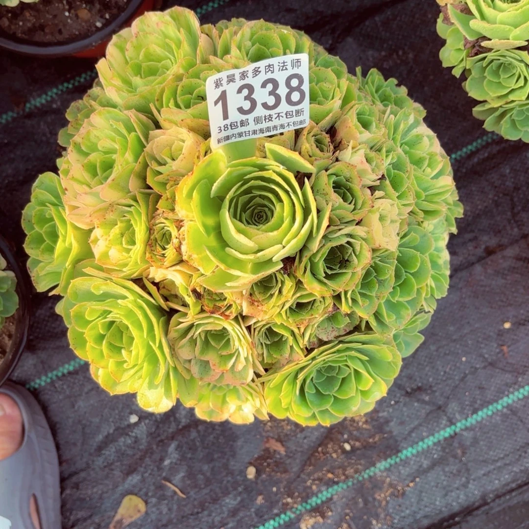 爱***巍1棚法师00000001338