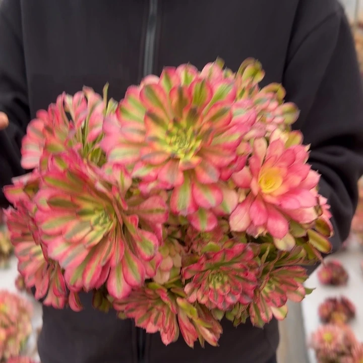 精品沙皇法师20CM