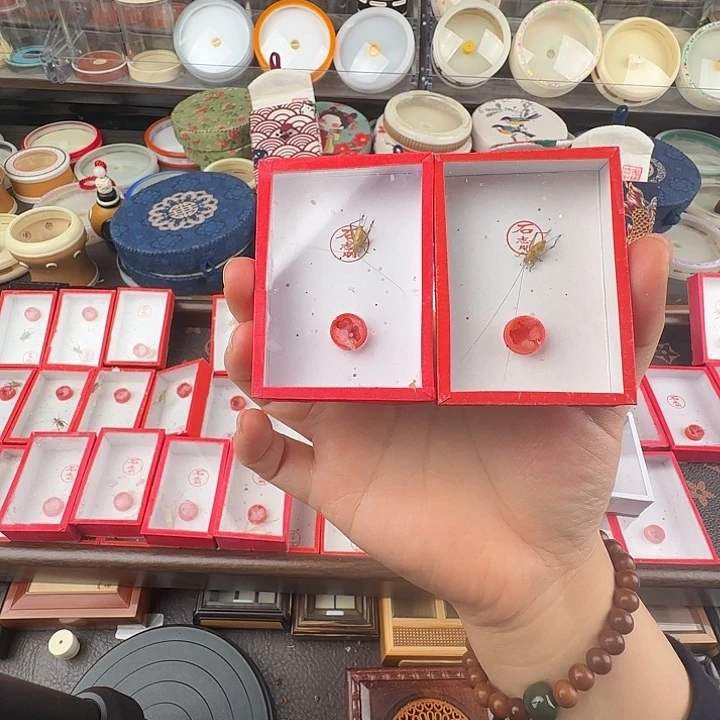 石志明特级大黄……1只…………