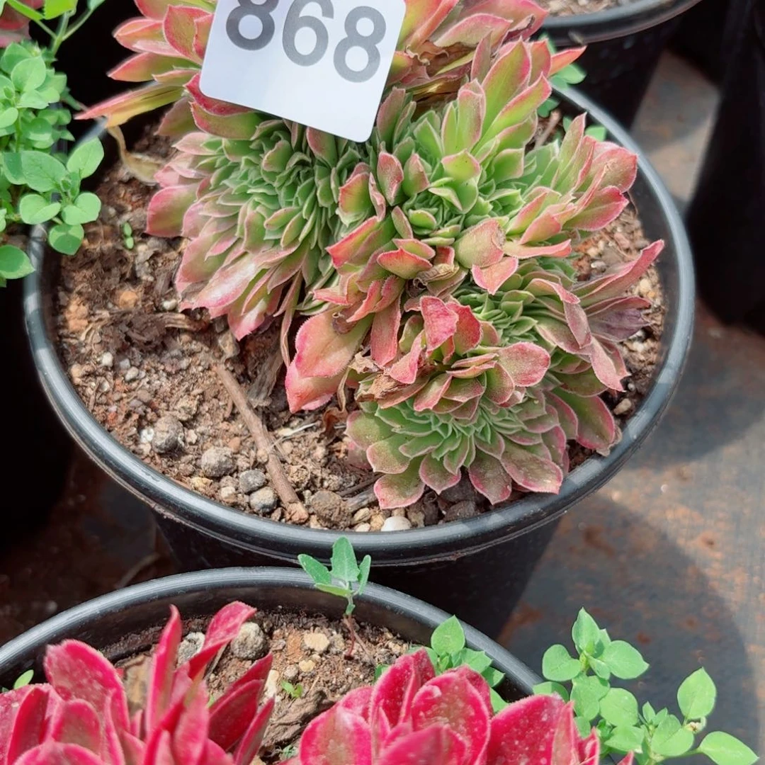 我867 号多肉清货断枝不包损