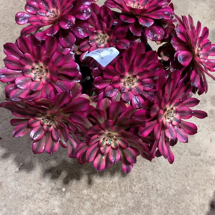 Y***光302美肌多肉植物