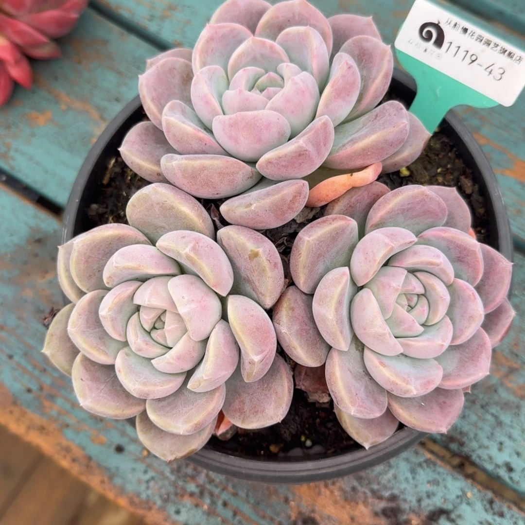 从前慢花园编号1119.43