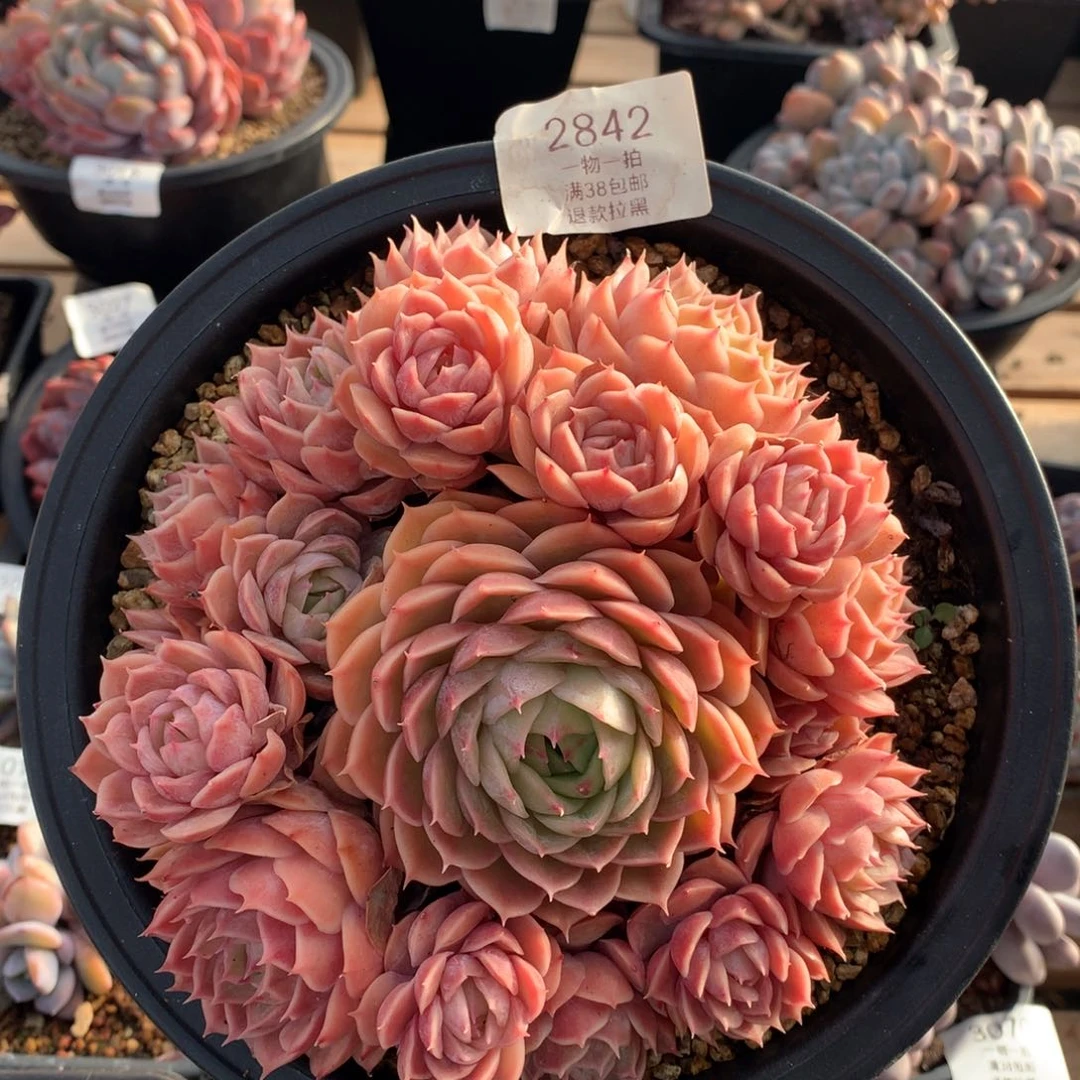 16.5厘米17头手捧昂斯诺2842