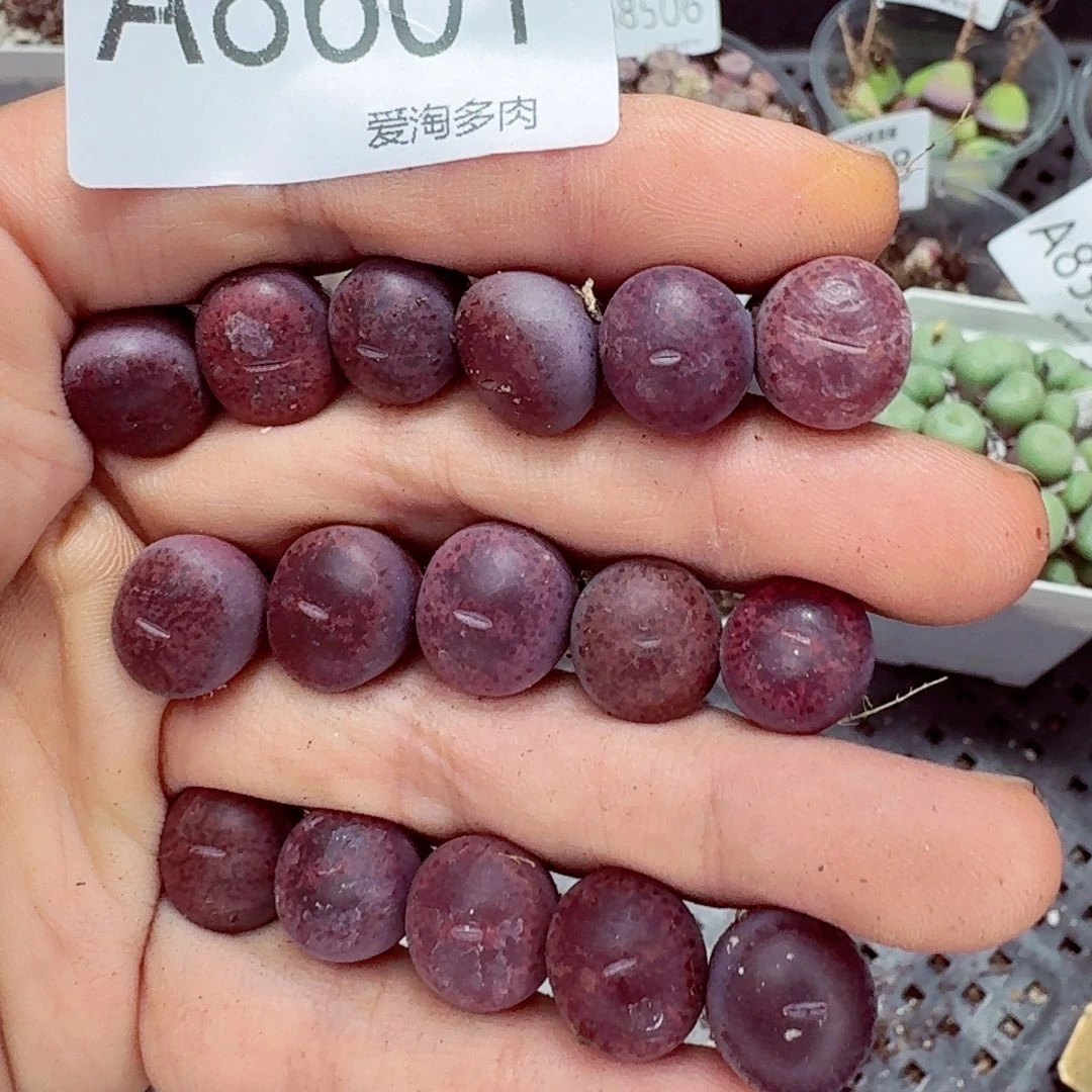 8601–—零下地区需拍保温箱