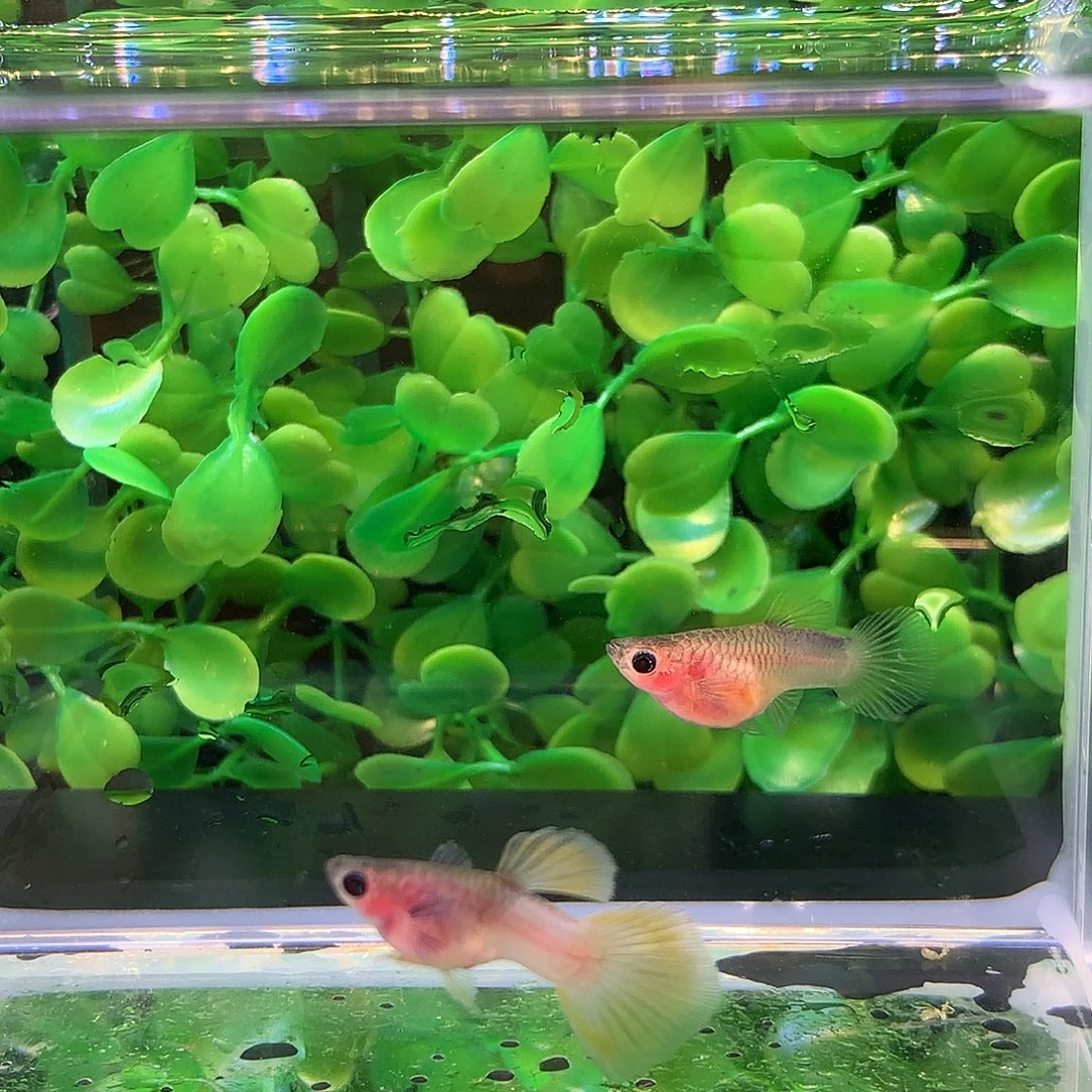 孔雀鱼粉猫短体球一对