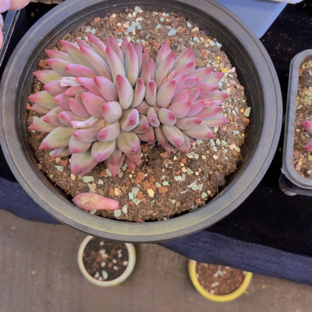 丫*?虞美人多肉美美美的