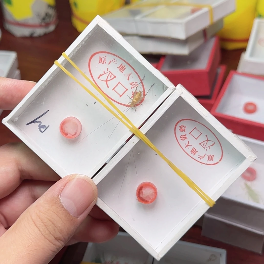 大黄蛉2只长短须