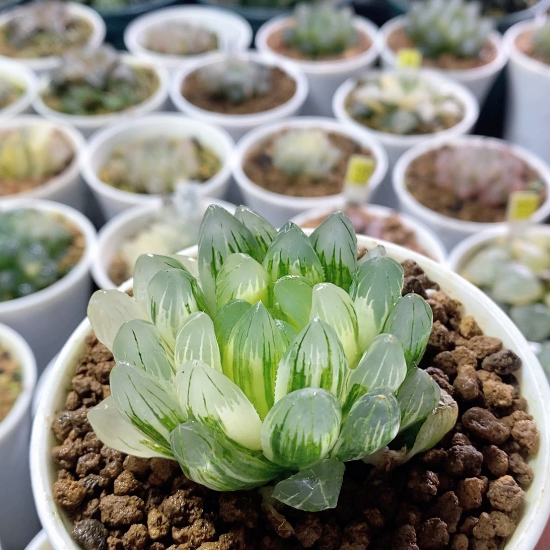 实生针管锦多肉植物