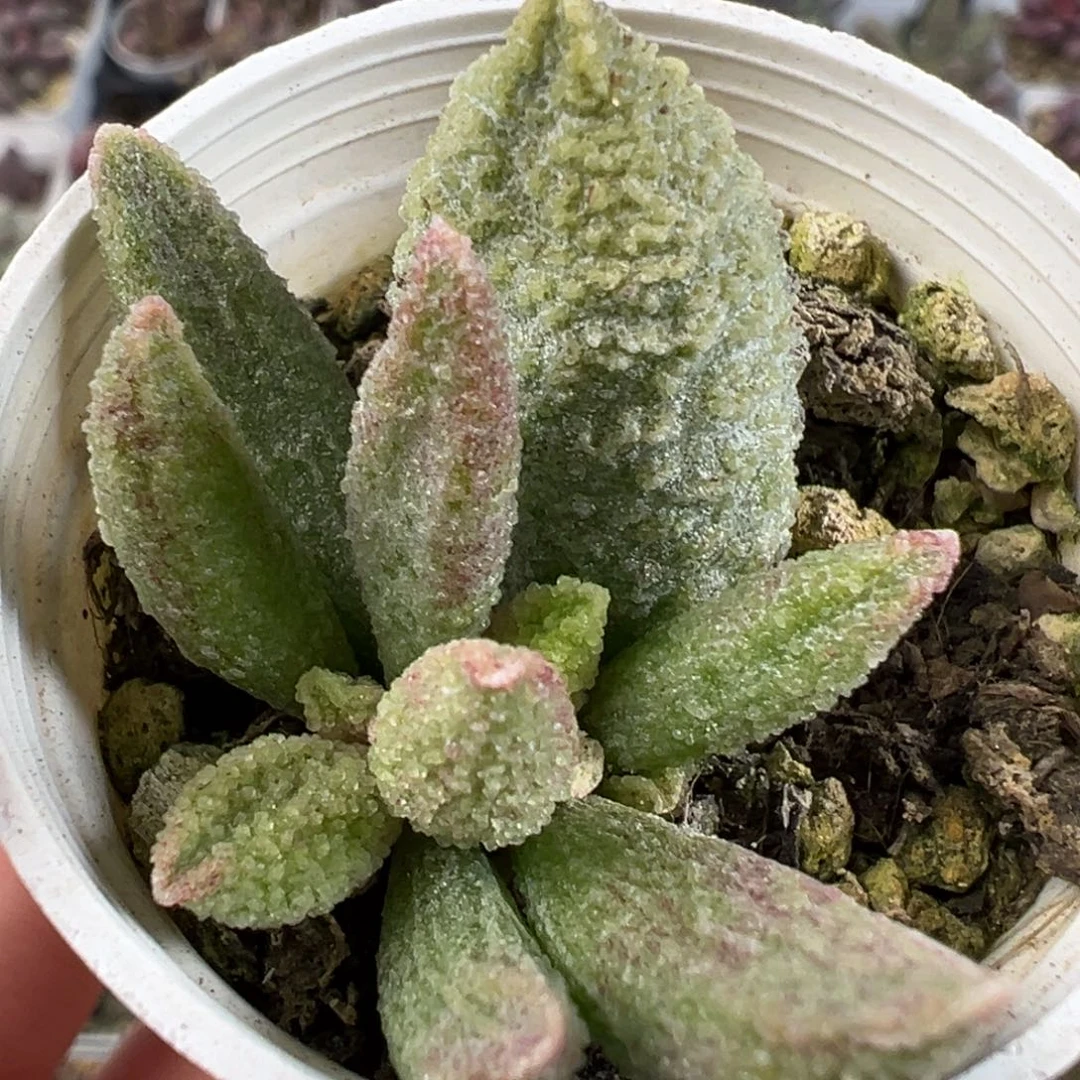 实生底叶苗冰晶感多肉植物水泡